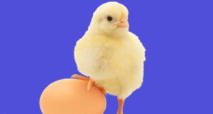 Production Technologies And Their Impact On The Quality Of Poultry Feed Production Technologies And Their Impact On The Quality Of Poultry Feed