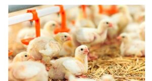Challenges Faced by Poultry Industry in Cold Chain Management & Solutions to overcome Challenges Faced by Poultry Industry in Cold Chain Management & Solutions to overcome