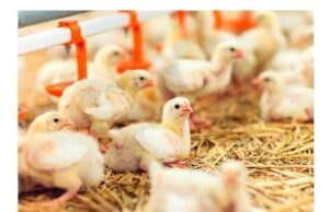 Challenges Faced by Poultry Industry in Cold Chain Management & Solutions to overcome Challenges Faced by Poultry Industry in Cold Chain Management & Solutions to overcome