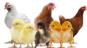 Biosecurity in Poultry Farm Biosecurity in Poultry Farm