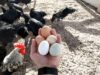 Disease Management in Poultry Farm Disease Management in Poultry Farm