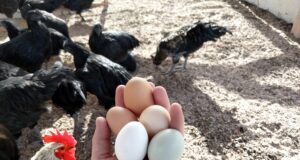 Disease Management in Poultry Farm Disease Management in Poultry Farm