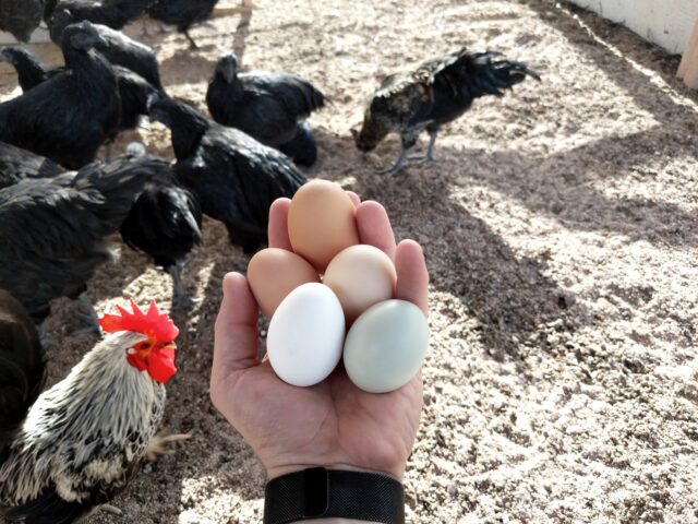 Disease Management in Poultry Farm
