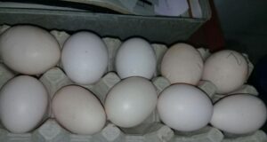 Egg Shell Problems for Poultry Producers Egg Shell Problems for Poultry Producers