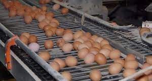 Hendrix Genetics partners with CSIRO to explore sex sorting technology for the egg laying industry Hendrix Genetics partners with CSIRO to explore sex sorting technology for the egg laying industry