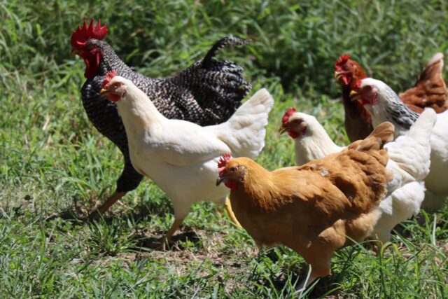 Mycotoxin Management in Poultry