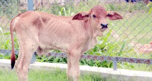Vet Varsity Successfully Produces First OPU IVF Calf In Punjab Vet Varsity Successfully Produces First OPU IVF Calf In Punjab