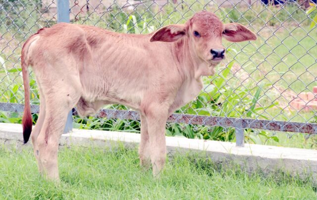 Vet Varsity Successfully Produces First OPU IVF Calf In Punjab