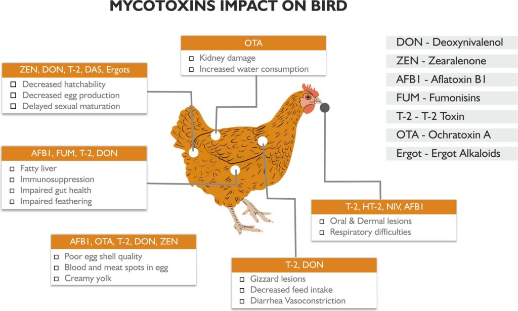 Mycotoxin