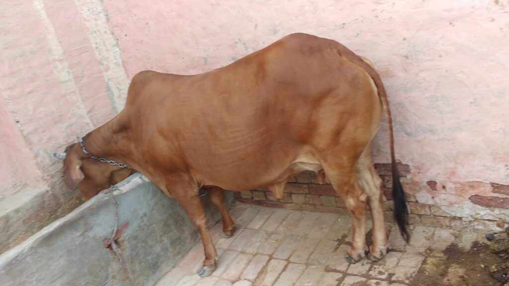 Sahiwal cattle