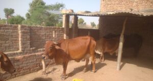 Sahiwal cattle: Pride of the Indigenous Cattle Breed Sahiwal cattle: Pride of the Indigenous Cattle Breed