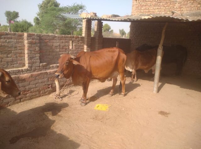 Sahiwal cattle: Pride of the Indigenous Cattle Breed