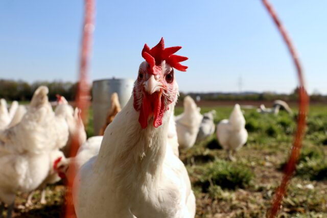 BREEDER MANAGEMENT IMPORTANCE OF UNIFORMITY AND GRADING