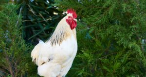 Bacteriophages – The future of Disease Prophylaxis against Menacing Bacteria in Poultry Production Heat Stress in Poultry