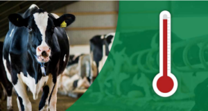 Heat Stress and Strategies to Mitigate Heat Stress in Dairy Cattle Heat Stress and Strategies to Mitigate Heat Stress in Dairy Cattle