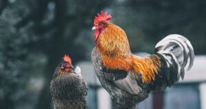 Impact of Climate Change on Livestock Impact of Climate Change on Livestock