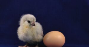 In Vivo Feeding: New Approach Towards Chick Feeding In Vivo Feeding New Approach Towards Chick Feeding
