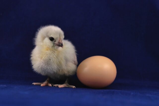 In Vivo Feeding New Approach Towards Chick Feeding