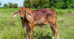 LUMPY SKIN DISEASE –AN EMERGING SKIN PROBLEM IN NORTH INDIA LUMPY SKIN DISEASE –AN EMERGING SKIN PROBLEM IN NORTH INDIA