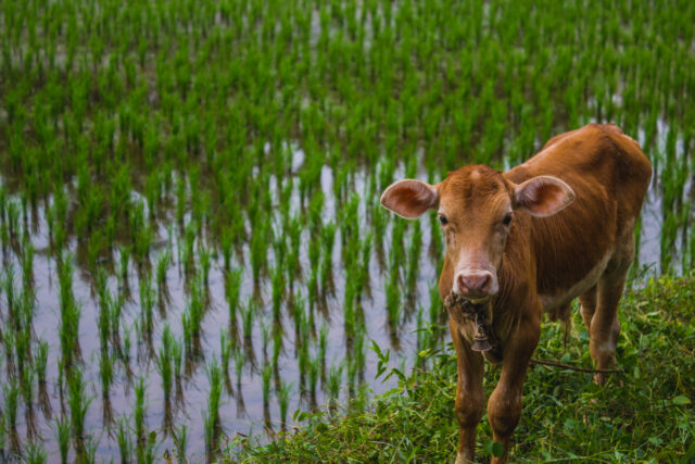 MONSOON MANAGEMENT OF LIVESTOCK