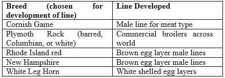 Poultry Breeding