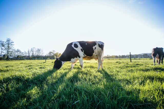 Types of stress and their impact on growth and production in Dairy Animals