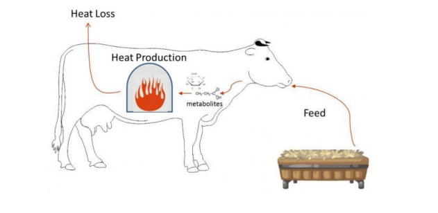 Heat Stress