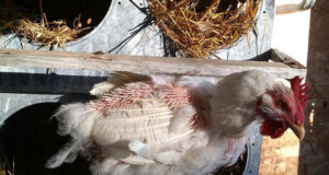 Induced Moulting in Layers – A Descriptive Overview Induced Moulting in Layers - A Descriptive Overview