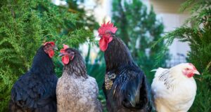 ARTIFICIAL INSEMINATION IN POULTRY ARTIFICIAL INSEMINATION IN POULTRY