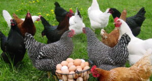 Poultry Breeding: Recent Molecular Approaches, Breeding Programmes and Selection Methods Poultry Breeding Recent Molecular Approaches Breeding Programmes and Selection Methods