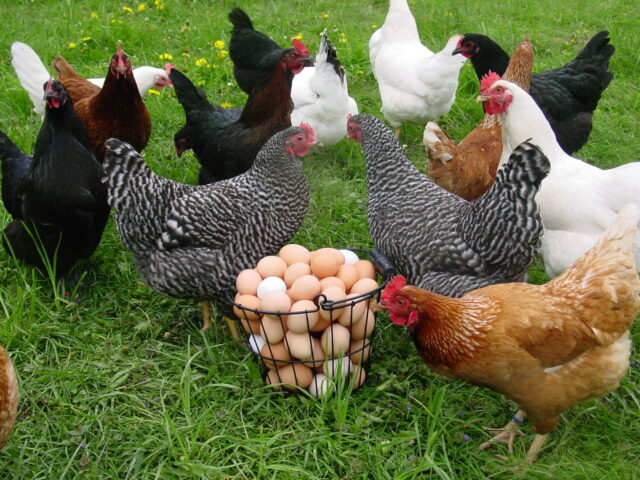 Poultry Breeding Recent Molecular Approaches Breeding Programmes and Selection Methods