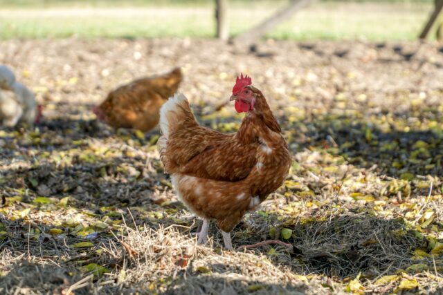 LAMENESS IN POULTRY