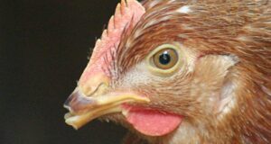 Debeaking in Laying Hens and its impact on Future Performance Debeaking in laying hens and its impact on Future Performance