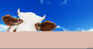 Feeding of Dairy Cattle During Milk Production Feeding of Dairy Cattle During Milk Production