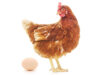 Hen Reproduction Hen Reproduction