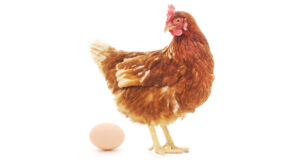 Hen Reproduction Hen Reproduction