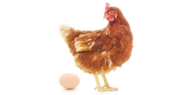 Hen Reproduction