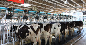 Milking Methods in Dairy Cow Milking Methods in Dairy Cow