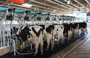 Milking Methods in Dairy Cow Milking Methods in Dairy Cow