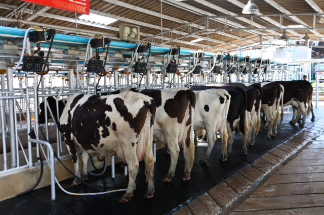 Milking Methods in Dairy Cow