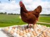 Food Safety Risks & Their Control Strategies in Poultry Production Food Safety Risks & Their Control Strategies in Poultry Production