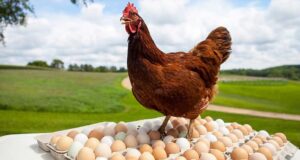 Food Safety Risks & Their Control Strategies in Poultry Production Food Safety Risks & Their Control Strategies in Poultry Production