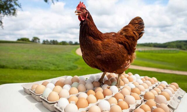Food Safety Risks & Their Control Strategies in Poultry Production