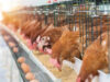 Biosecurity as an Economic Security Biosecurity as an Economic Security