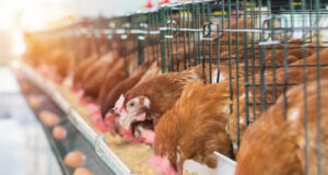 Biosecurity as an Economic Security Biosecurity as an Economic Security