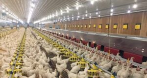 Recent Approaches of Poultry Breeding Recent Approaches of Poultry Breeding