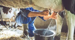 Clean Milk Production, Milk Hygiene and Udder Health: A Need for Healthy Society Clean Milk Production Milk Hygiene and Udder Health A Need for Healthy Society