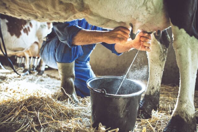 Clean Milk Production Milk Hygiene and Udder Health A Need for Healthy Society