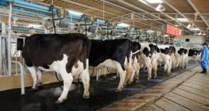 Importance of Hygiene in the Dairy Industry Importance of Hygiene in the Dairy Industry