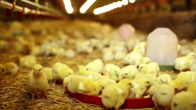 An Overview of Biosecurity & It’s Application in Poultry Farm Disease Management